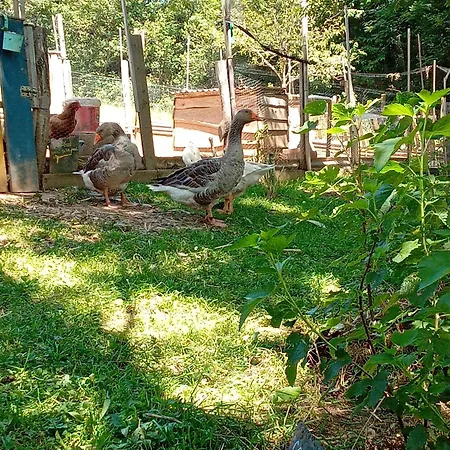 Tatil Evi Gite,bergerie En Moyenne Montagne *